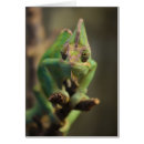 Pesquisar por camaleão verde cartoes postais Engraçado