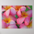 Pesquisar por plumeria pôsteres Tropical