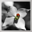 Pesquisar por ladybug pósteres pôsteres For her