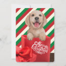 Pesquisar por cachorrinhos natal cartoes Cachorro