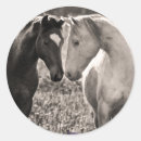 Pesquisar por cavalo preto e branco adesivos Cavalos