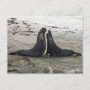 Pesquisar por luta de touro cartoes postais Lutas