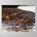 Pesquisar por hippopotamus pôsteres Vida selvagem