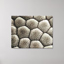 Pesquisar por almofada impressão de canvas Anfíbio