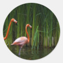 Pesquisar por miami florida adesivos Flamingo