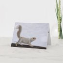 Pesquisar por esquilo natal cartoes Feriado