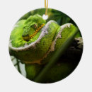 Pesquisar por cobra verde ornamentos Natureza