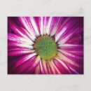 Pesquisar por rosa magenta cartoes postais Abstrato