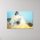 Pesquisar por baby impressão de canvas Kitten