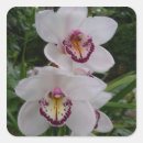 Pesquisar por flor tropical adesivos Orquídeas