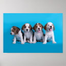 Pesquisar por bichos pósteres pôsteres Animais