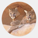 Pesquisar por mamíferos adesivos Gatos