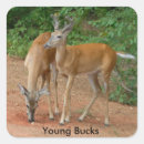 Pesquisar por cervos de whitetail Animal