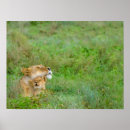 Pesquisar por leão africano pósteres pôsteres artes pôsteres Safari