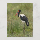 Pesquisar por stork cartoes postais Natureza