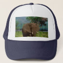 Pesquisar por elefante bones Animal