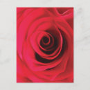 Pesquisar por pintura romântica cartoes postais Rosa