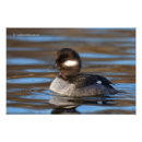 Pesquisar por pato preto pósteres pôsteres Aves aquáticas