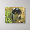 Pesquisar por shih tzu impressão de canvas Cachorrinho