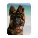 Pesquisar por pastor alemão imas Alsaciano