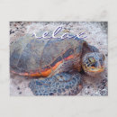 Pesquisar por honu cartoes postais Hawaii