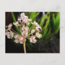 Pesquisar por sementes cartoes postais Flores