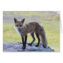 Pesquisar por senhora foxy Natureza