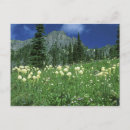 Pesquisar por washington state cartoes postais Ambiente