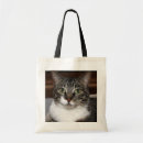 Pesquisar por animal malhado Gato