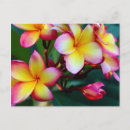 Pesquisar por plumeria cartoes postais Rosa