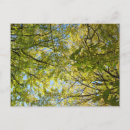 Pesquisar por ginkgo cartoes postais Folhas de ginkgo