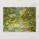 Pesquisar por ginkgo cartoes postais Folhas de ginkgo