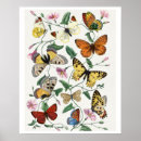 Pesquisar por desenho da borboleta pósteres pôsteres Mariposa
