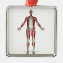 Pesquisar por parte dianteira ornamentos Empresa de pequeno porte