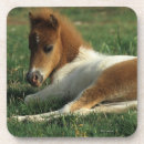 Pesquisar por diminuto porta copos Equestre