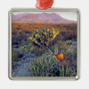 Pesquisar por seco ornamentos Eua