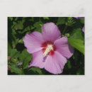 Pesquisar por carimbo cartoes postais Postagem