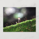 Pesquisar por ecologia cartoes postais Floresta