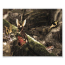 Pesquisar por fada da borboleta artes pôsteres Natureza