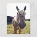 Pesquisar por stand cartoes postais Cavalo