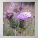 Pesquisar por card pôsteres Planta