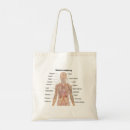 Pesquisar por anatomia humana bolsas Humano