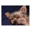 Pesquisar por yorky Animal