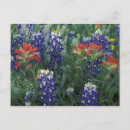 Pesquisar por texas norte cartoes postais Flor silvestre
