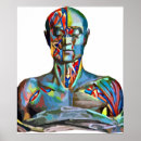 Pesquisar por anatomia muscular pósteres pôsteres Biologia