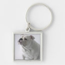 Pesquisar por buldogue inglês chaveiros Assento