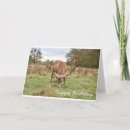 Pesquisar por stag cartoes Floresta