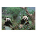 Pesquisar por urso panda pôsteres Chengdu