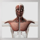 Pesquisar por anatomia muscular pôsteres Braços estendidos