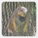 Pesquisar por esquilo engraçado adesivos Fofofo